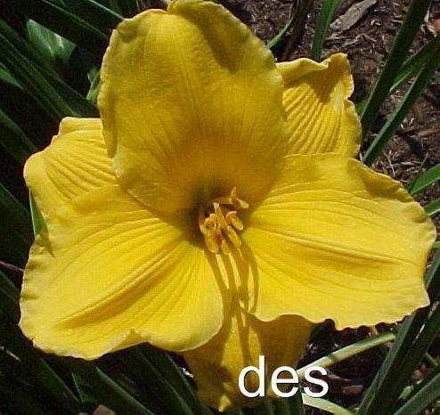 3 Daylilies~ SUN LOCKET ~ Beautiful Bright & Bold YELLOW ~ Fragrant Daylily