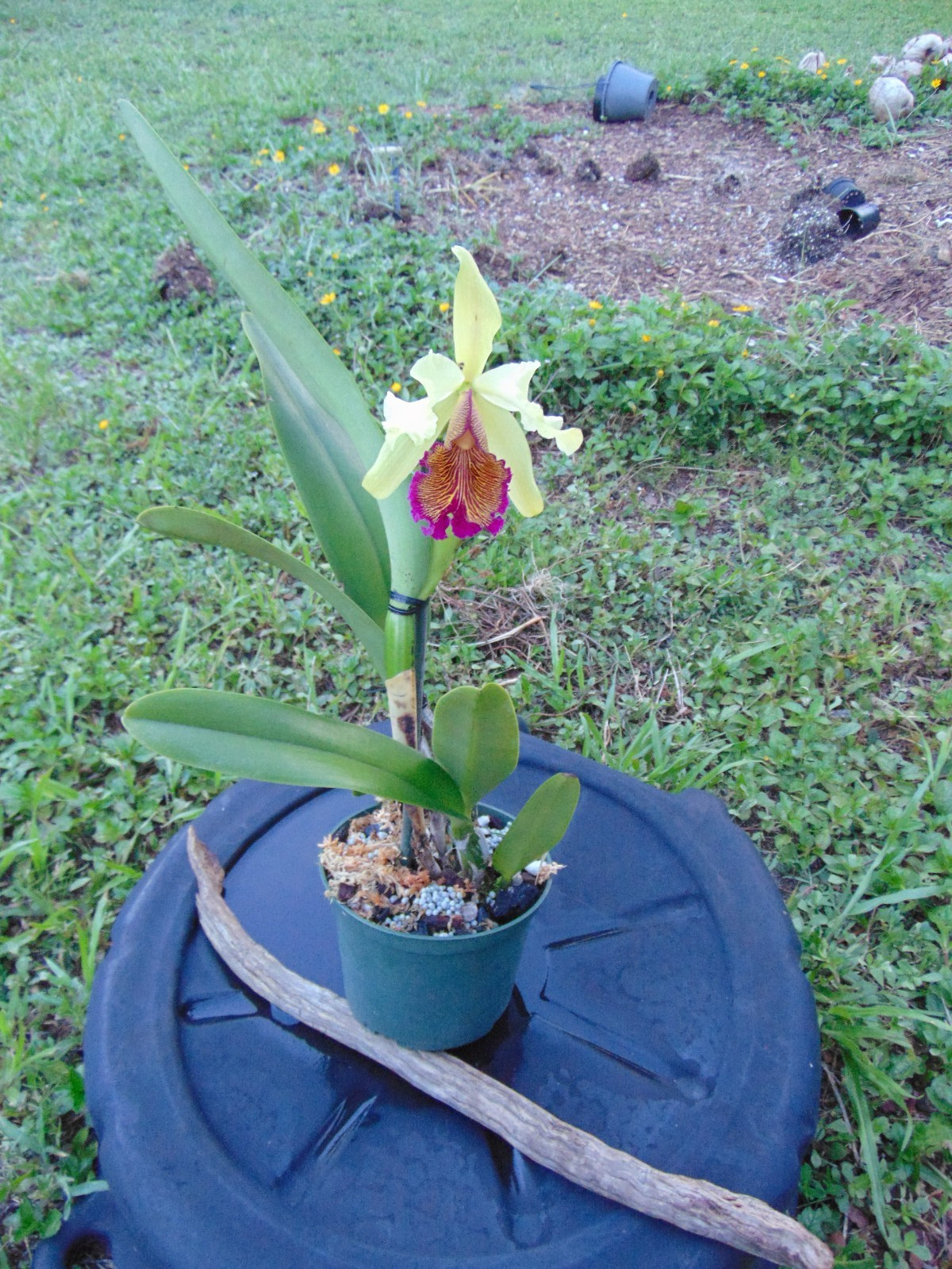 Cattleya dowiana var. aurea FLOWER 6″ pot RARE SPECIES NICE PLANT 6/29/26