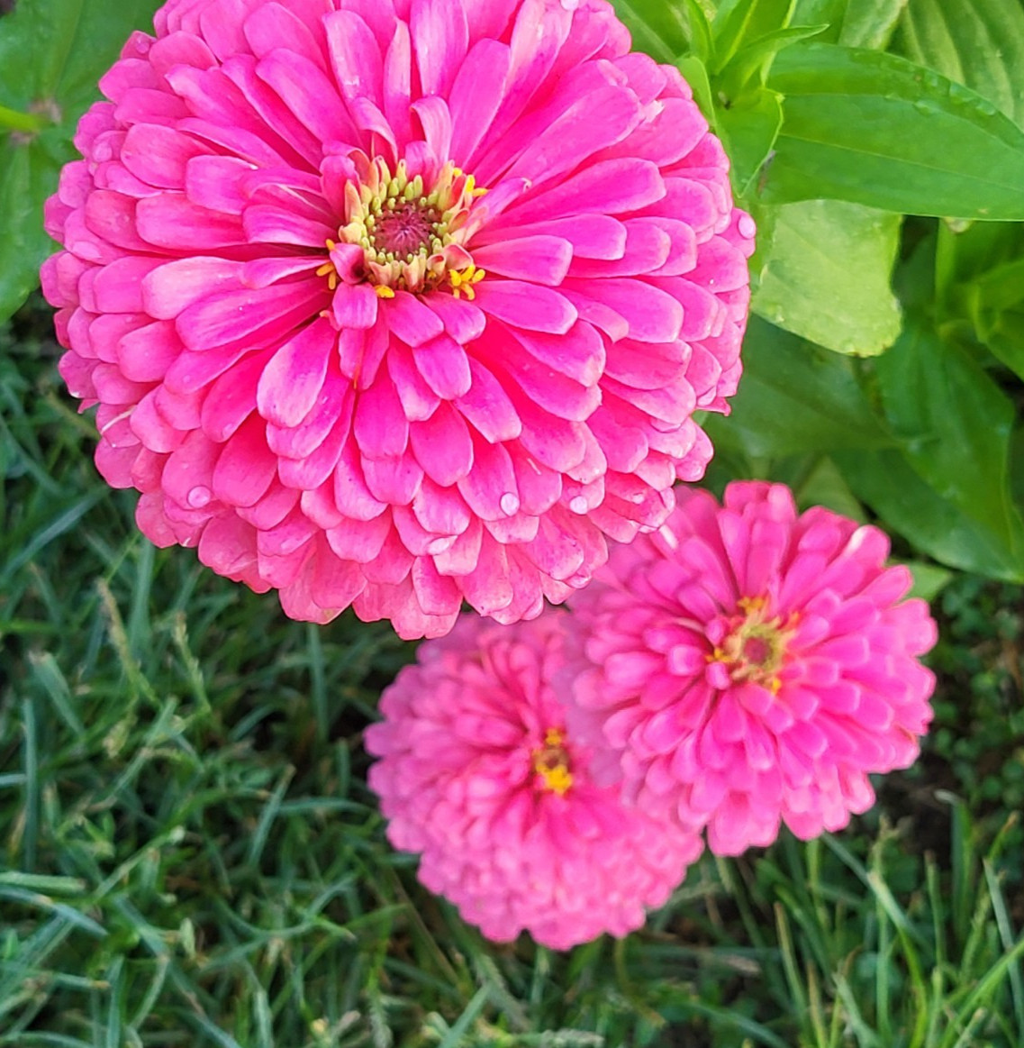 Hot Pink Zinnia Seeds Huge Blooms Butterfly & Bee Magnet, FREE Shipping 30 seeds