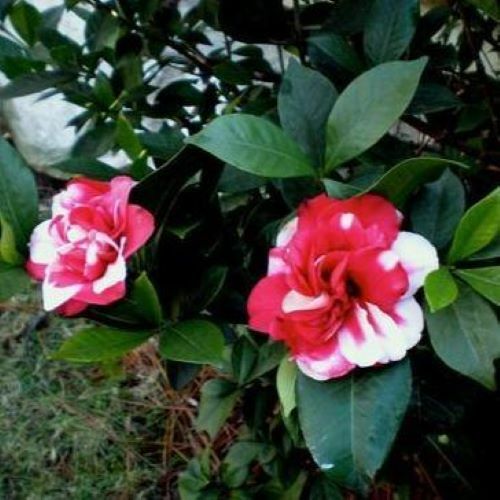 *GOVERNOR MOUTON*Bicolor Bloom**Camellia Japonica-Live Starter Plant -USA SELLER