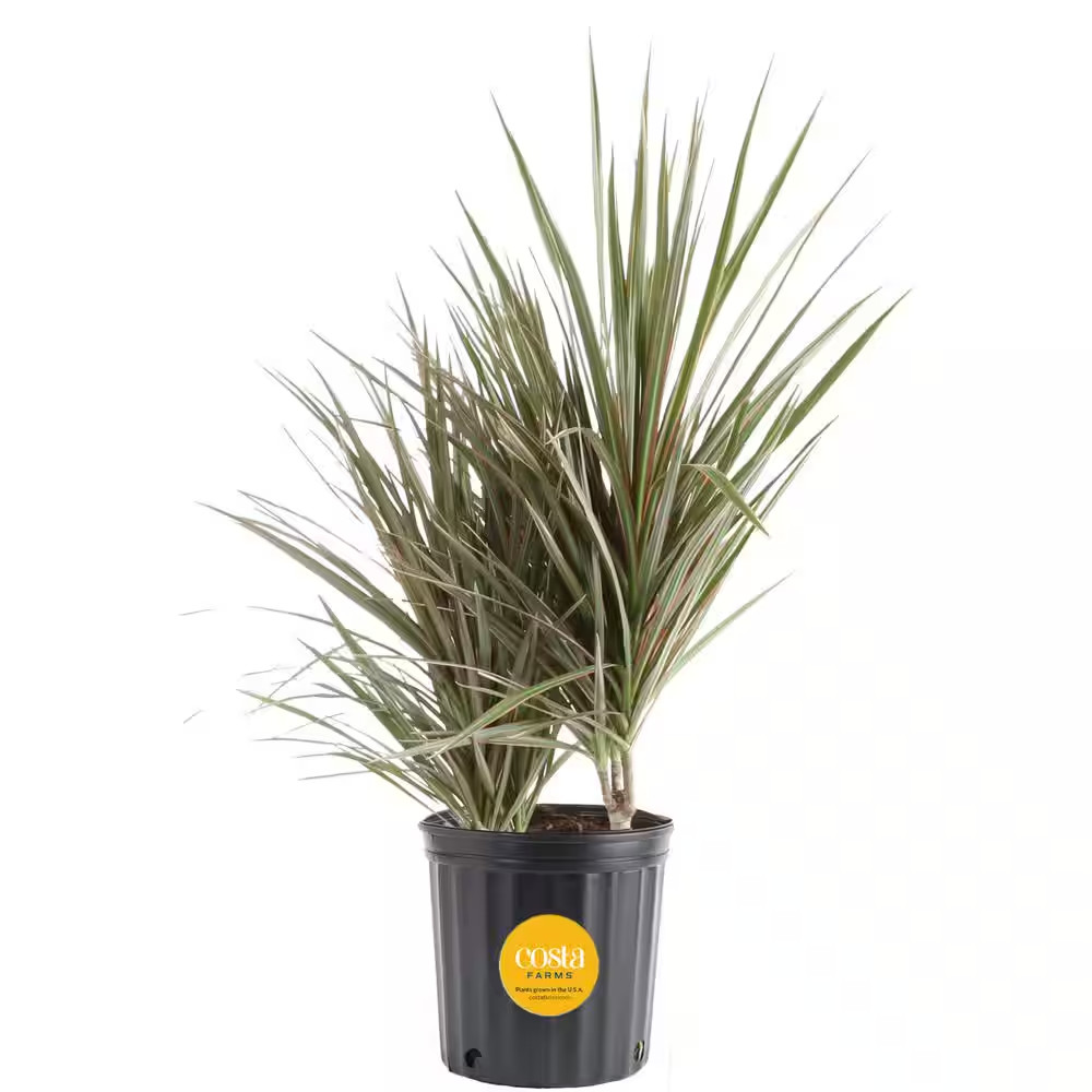 Marginata Bush Indoor Plant in 8.75 In. Grower Pot, Avg. Shipping Height 2-3 Ft.