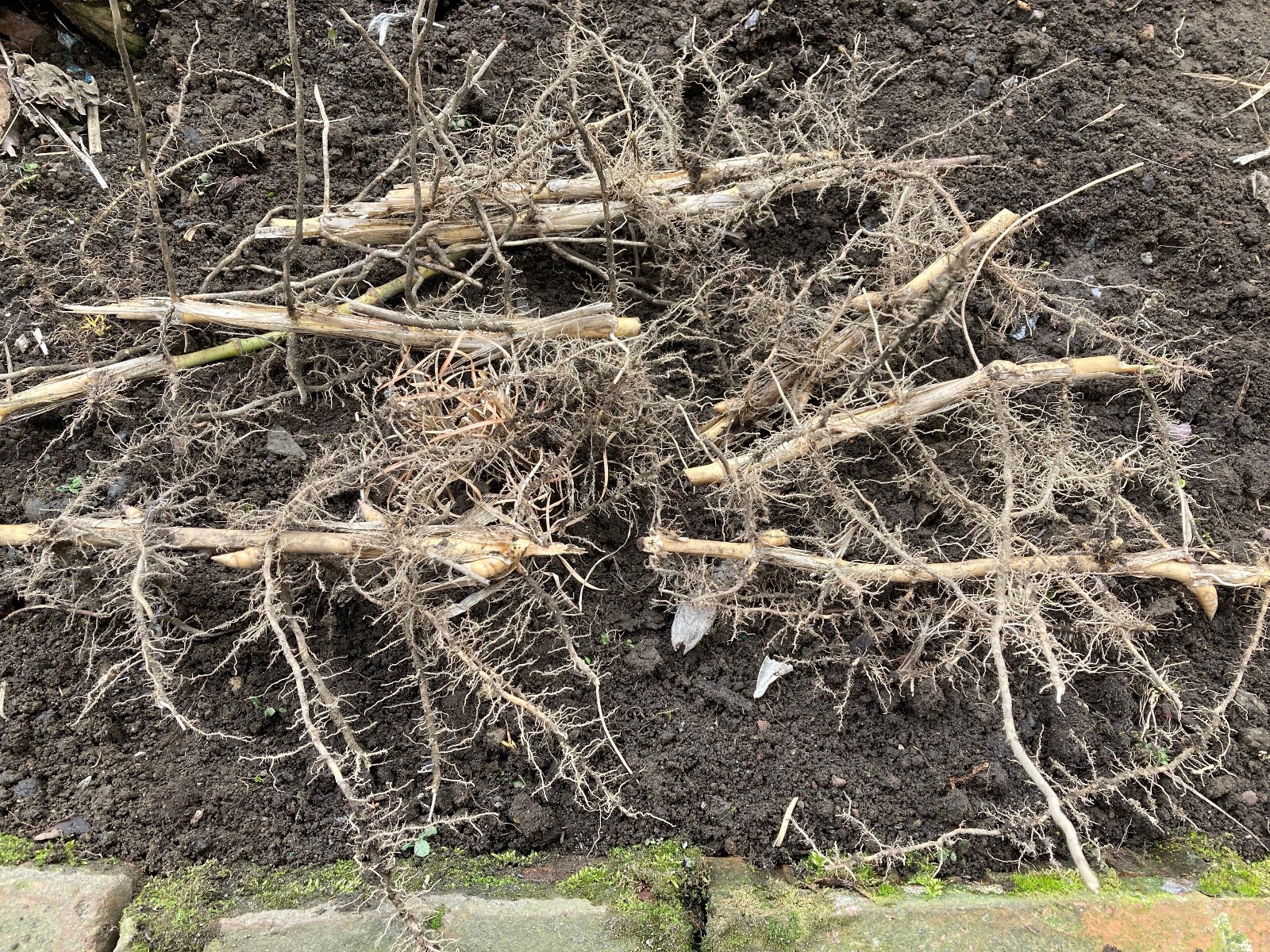 Yellow Groove Bamboo Cold Hardy Zone 5 Rhizomes 3 Ct.