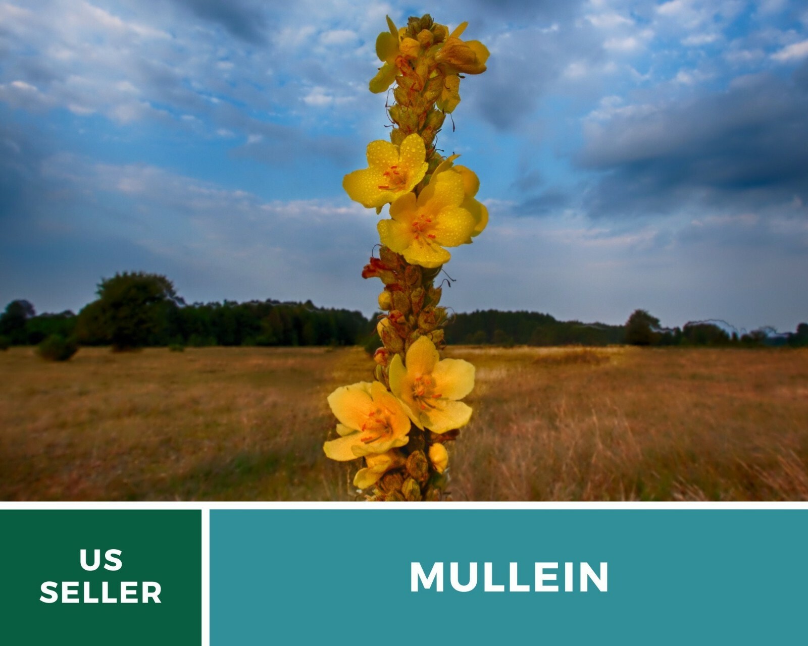 Mullein, Common – Heirloom Seeds – Medicinal Herb Seeds – Non-GMO (Verbascum tha