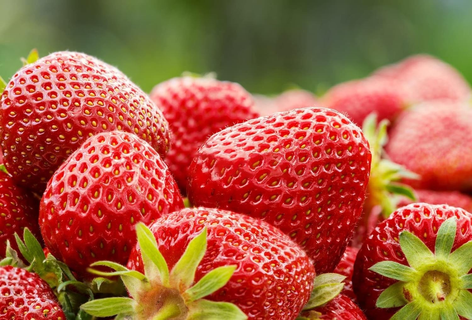 800 Mixed Strawberry Seeds – 4 Colors – Non-GMO Heirloom Perennial Mix