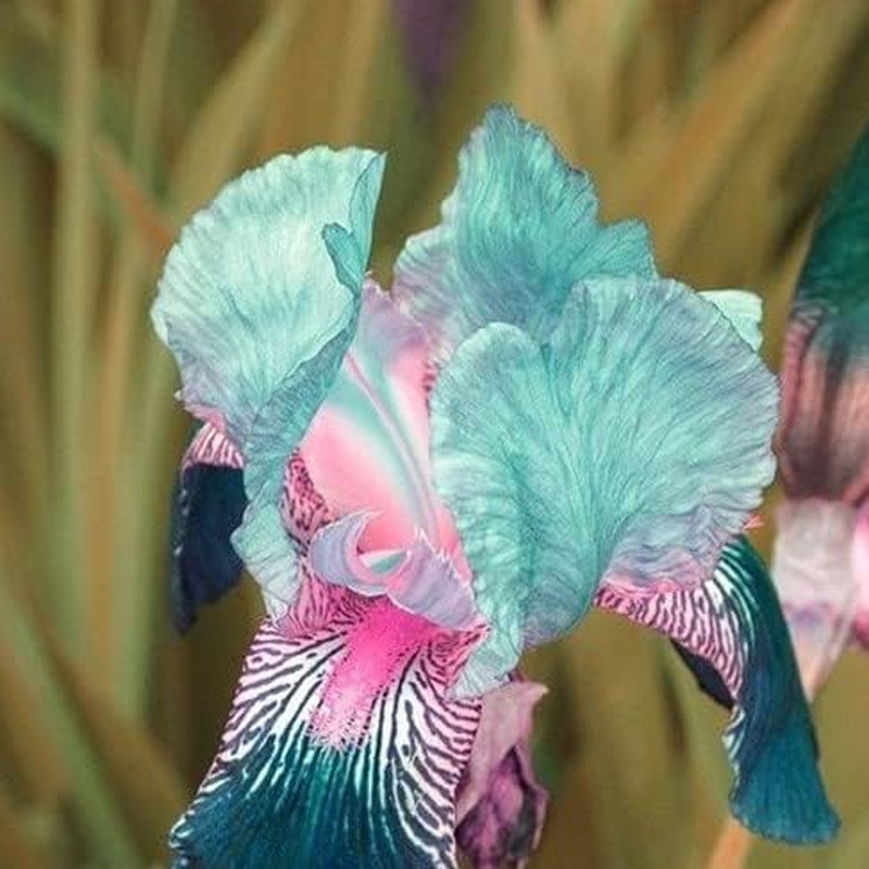 35 Rare Heirloom Iris Seeds – Colorful Mixed Flower Garden Blooms Multi-Variety