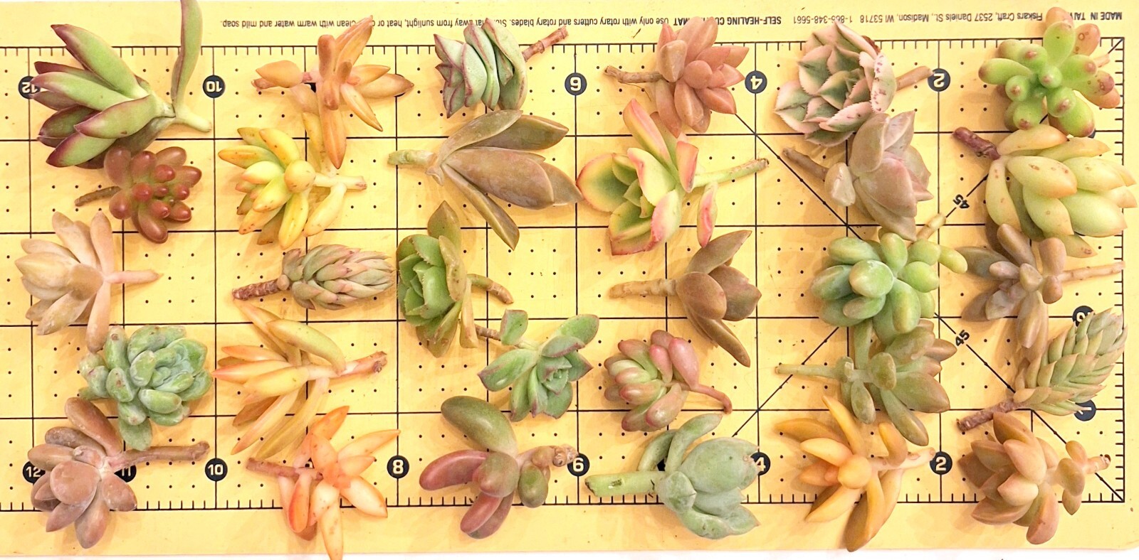 30+ ROSETTES 30 (!) Varieties Succulent 1-2 inch Cuttings Free Ship 2+ Lots