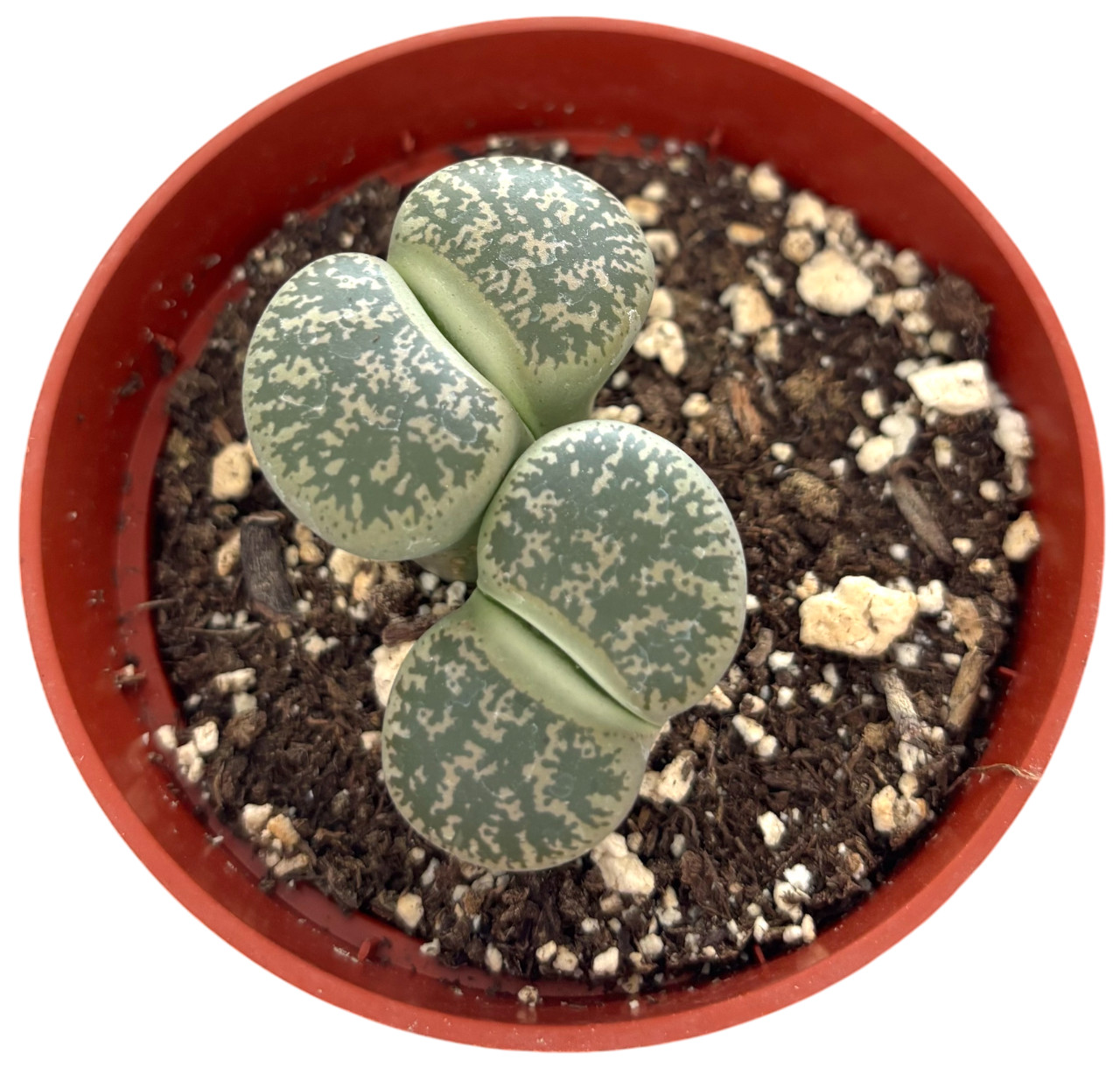 Was $20 Now $10 Lithops Live Succulent Plant, Large 4″ Pot, Rare Living Stone