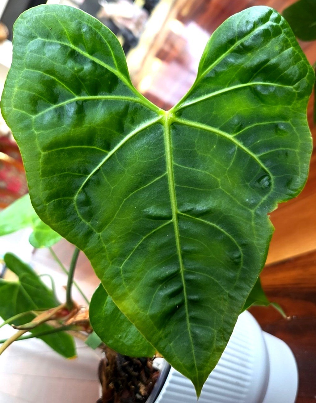 Rare XL Anthurium Pedatoradiatum X Clarinervium 24″ Tall Not Philodendron