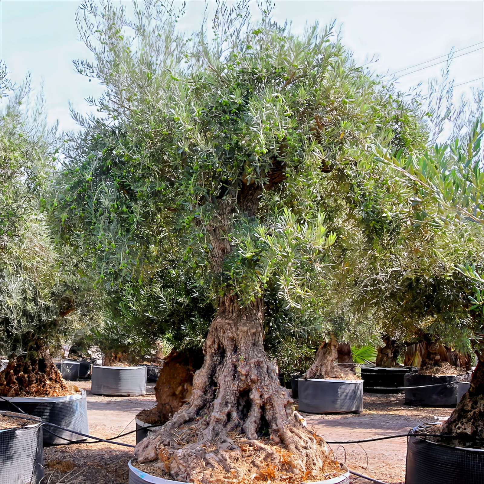 10 CANINO OLIVE TREE SEEDS (Olea europaea) European Common Edible Fruit Plant