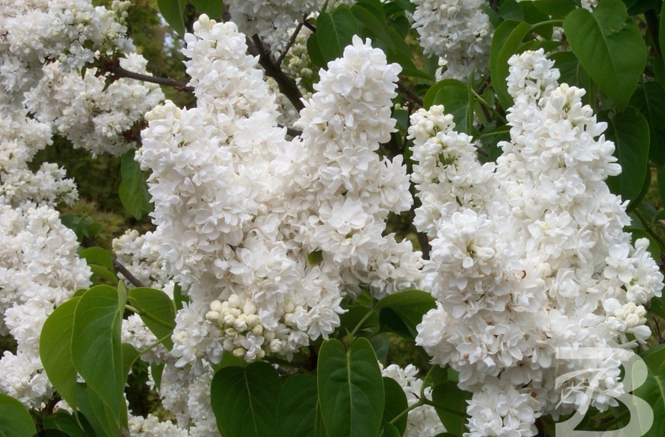 Madame Lemoine Lilac~Syringa Vulgaris~Small Well Rooted STARTER Plant~4-8” Tall