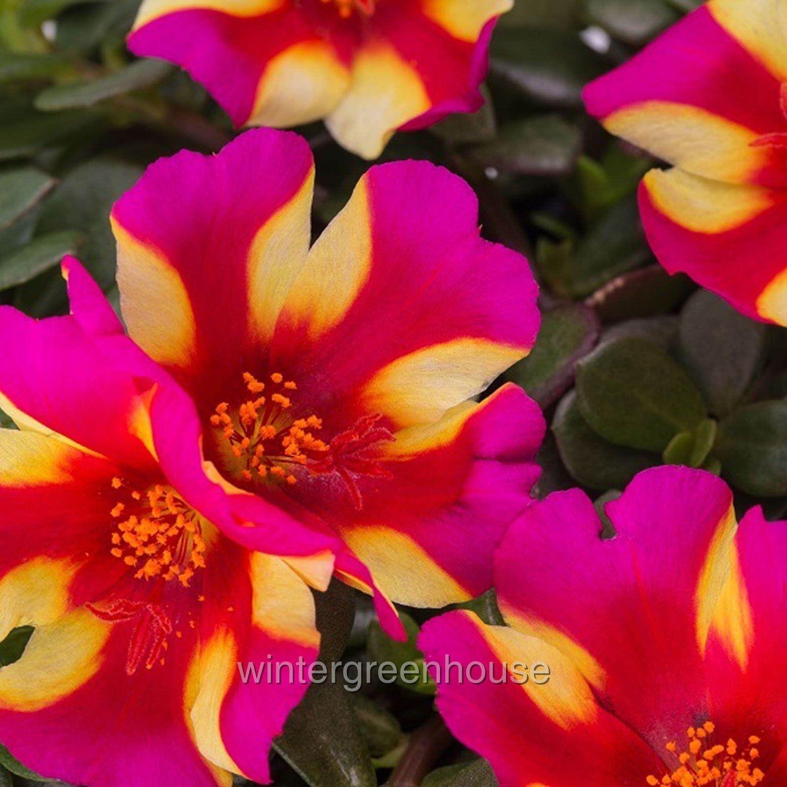 Portulaca oleracea, Moss Rose, Seaglass Watermelon Punch
