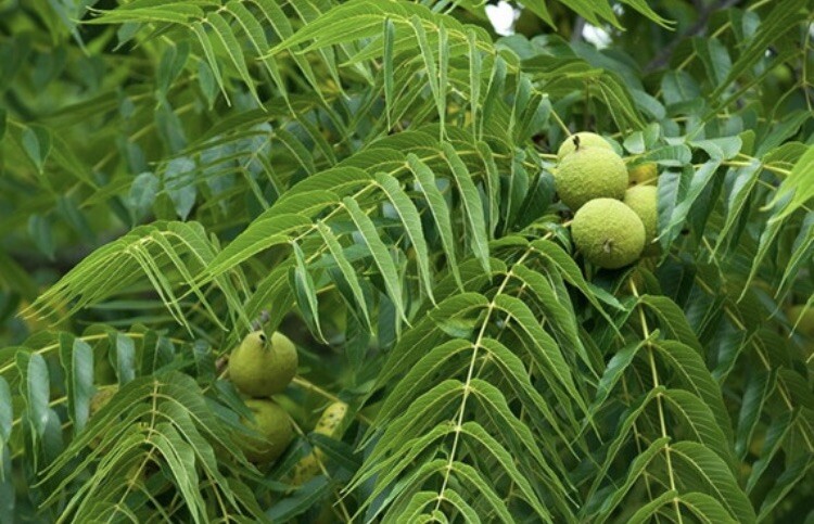 2-3 year old Black walnut tree, Julans Nigra, edible nuts