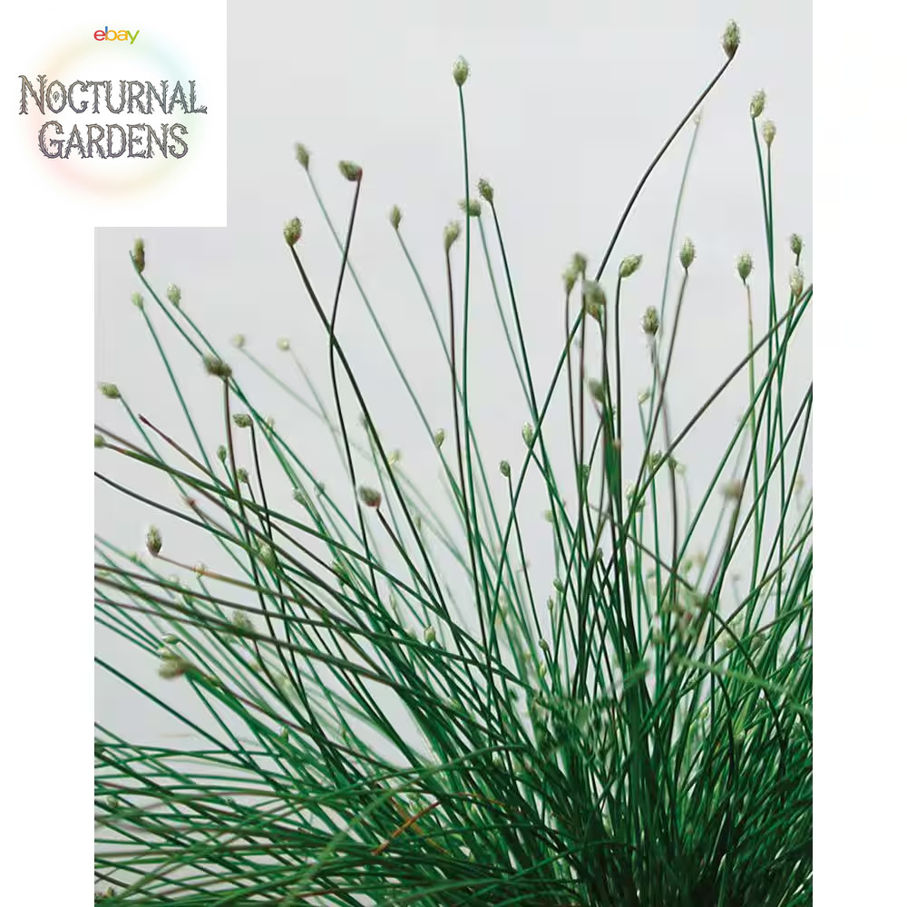 4.5 In. Qt. Graceful Grasses Fiber Optic Grass (Isolepsis) Live Plant, Green Fol