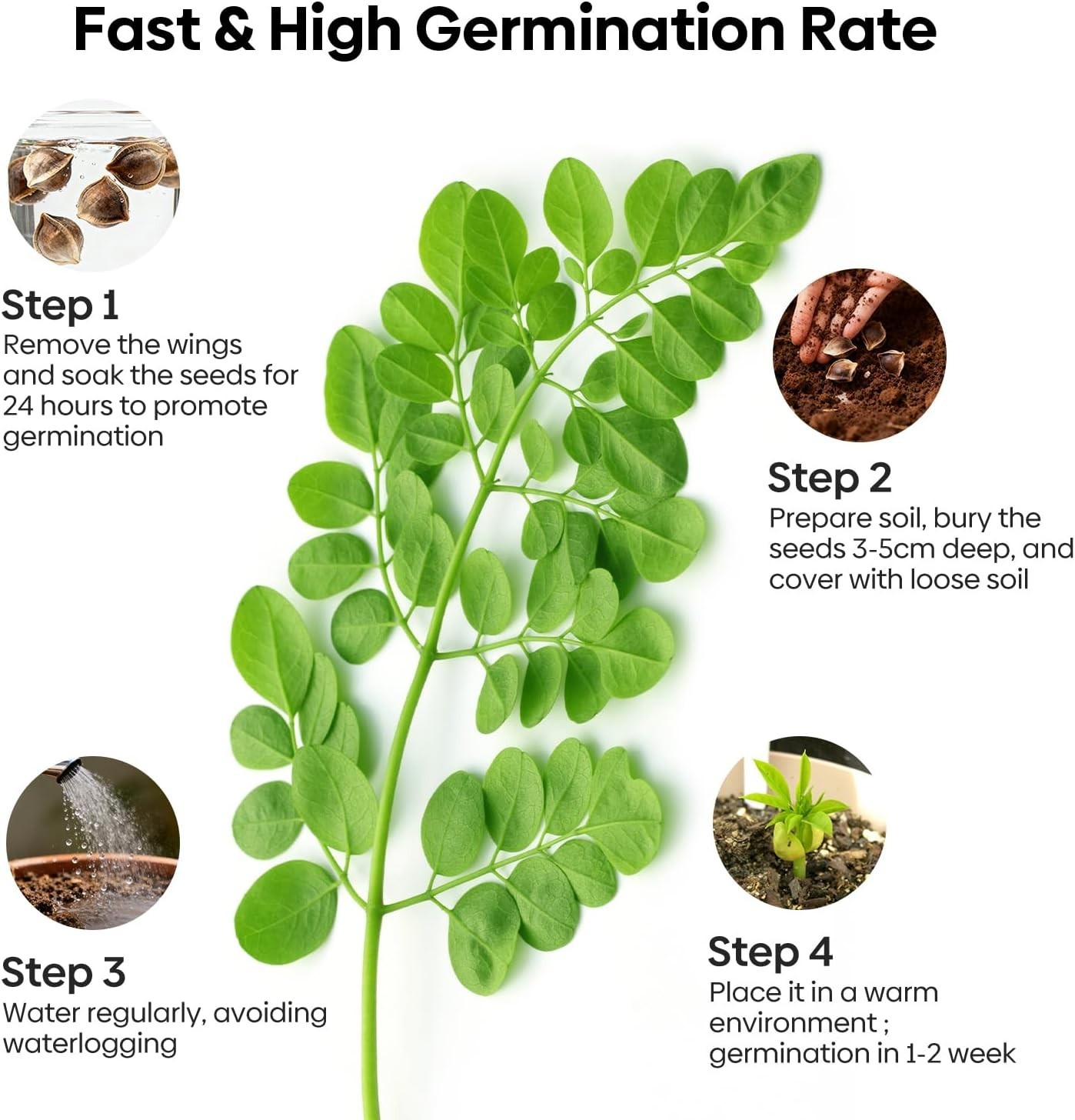 Moringa Seeds for Planting, 2 Ounce 140+ Seeds, 100% Natural Semillas de Mori…