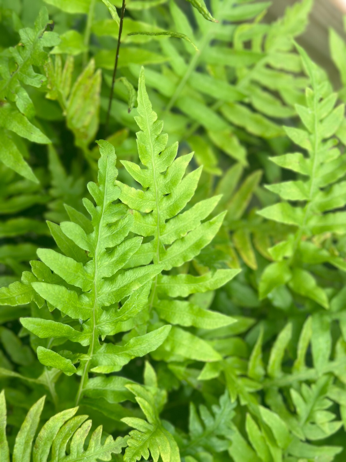 Leatherwood Fern | Bare-root
