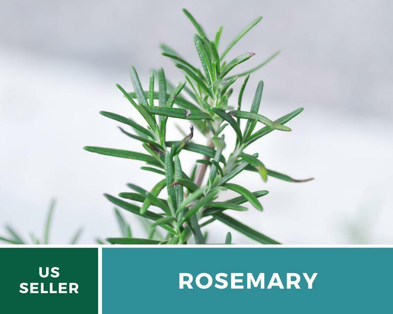 Rosemary – 50 Seeds – Medicinal & Culinary Herb – GMO Free