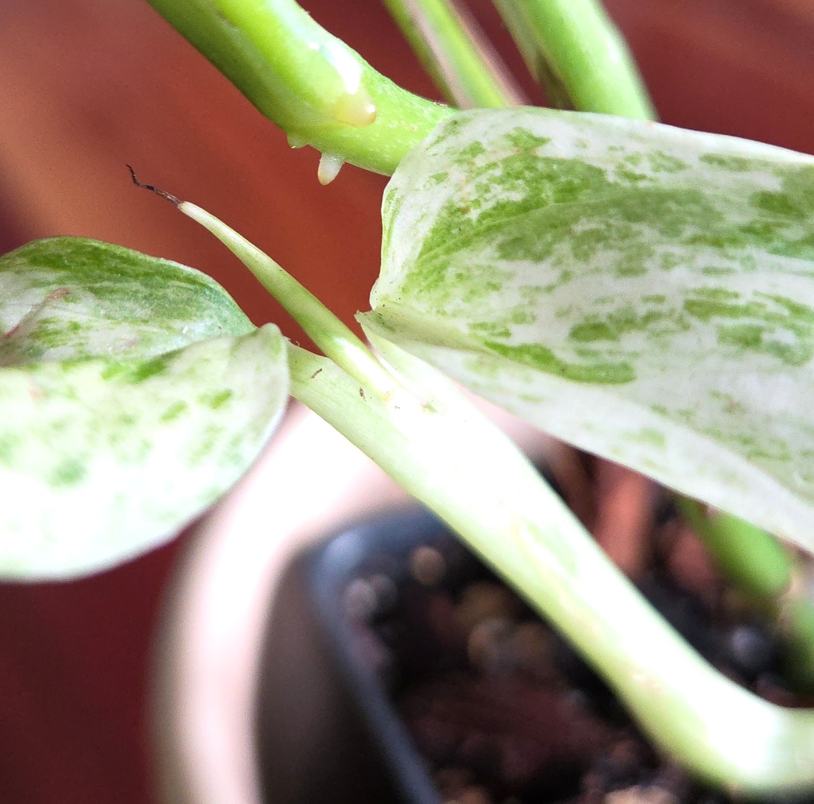 Rare Monstera Laniata Mint 11″ Tall 2 Plants Aroid Not Philodendron Anthurium