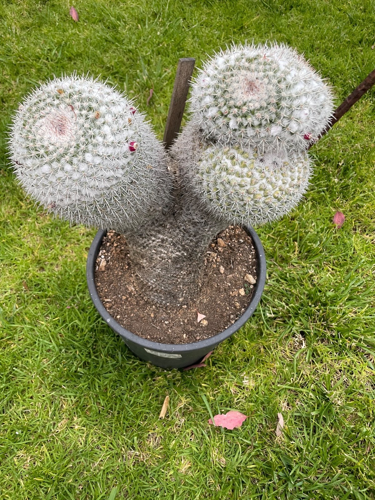 Monster size, XL cluster, 4 heads, Mammillaria Parkinsonii