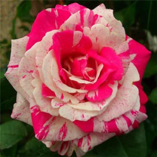 25pc TIGER DRAGON ROSE SEEDS Garden Flower rare exotic USA seller FREE shipping