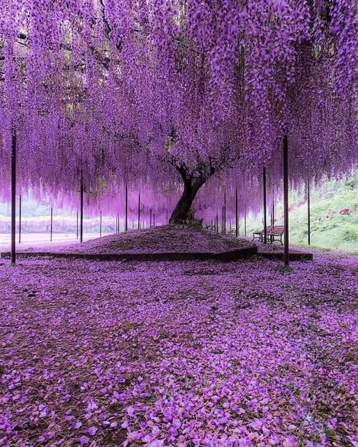 Curated Japanese Wisteria Seeds (5 Pack) – Stunning Purple Flower Vine