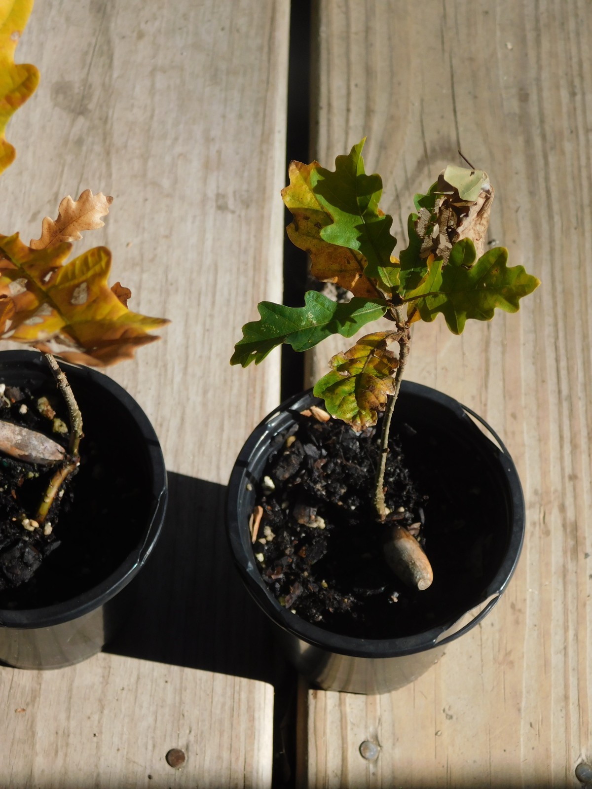 Quercus robur Fastigiata Columnar English Oak Potted Dormant 6+ Inches Tall
