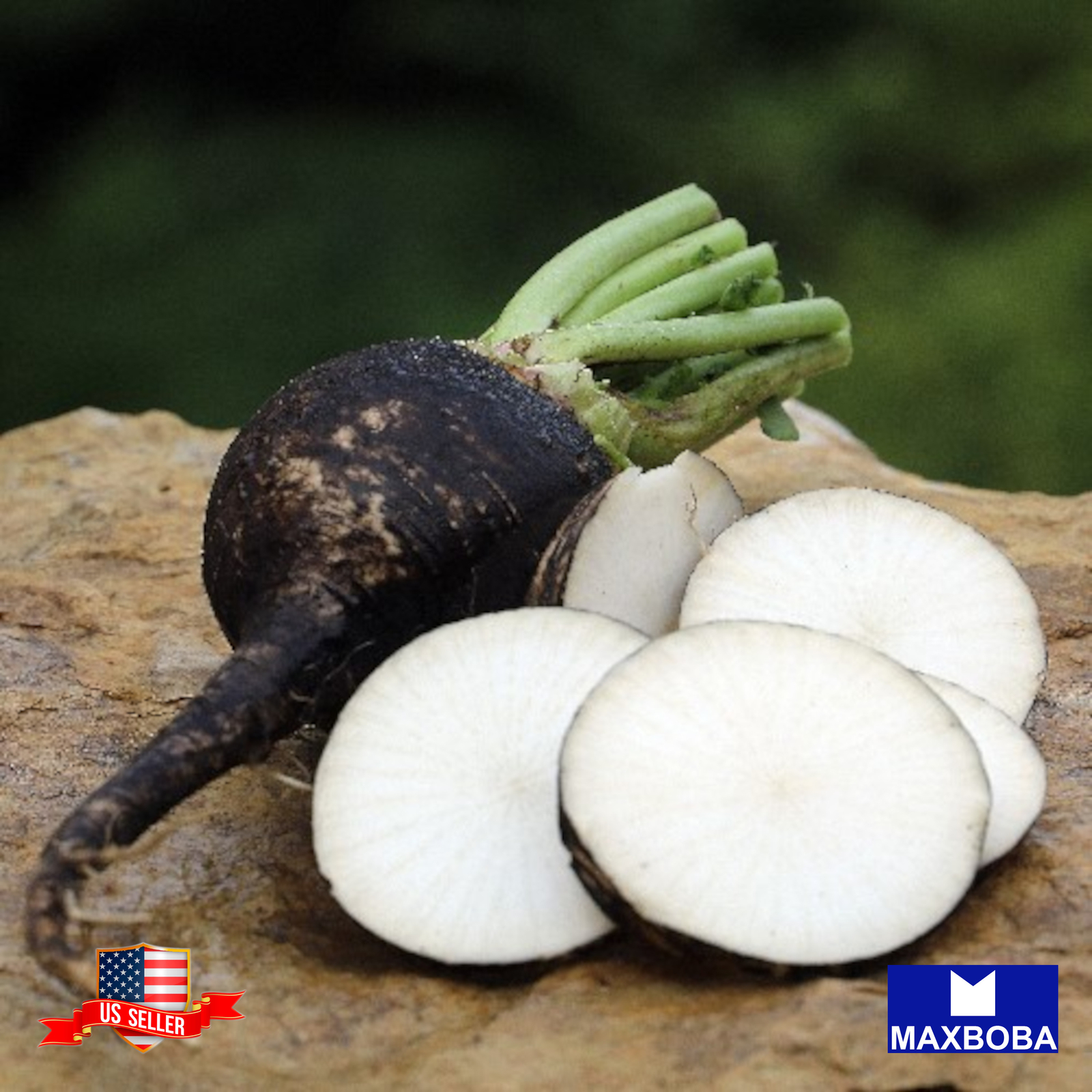 Radish Seeds Black Spanish Round Organic Non-GMO Heirloom