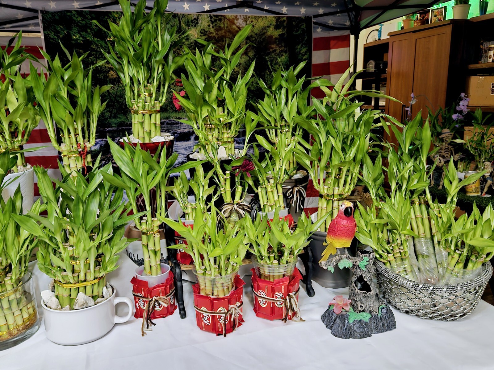 10 LUCKY BAMBOO PLANTS 4″ Free Butterfly Stake, Christmas Gift, Feng Shui