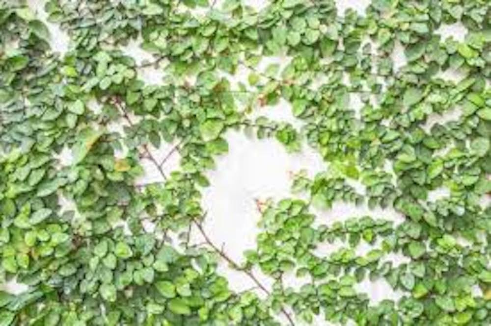 5 Creeping Fig Ficus pumila Starter Plants Vines