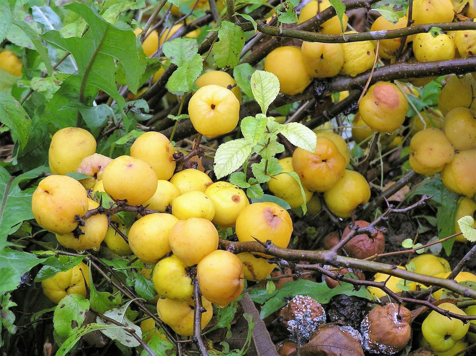 20 Red Flowering DWARF QUINCE Shrub Fruit Chaenomeles Japonica Scarlet Seeds
