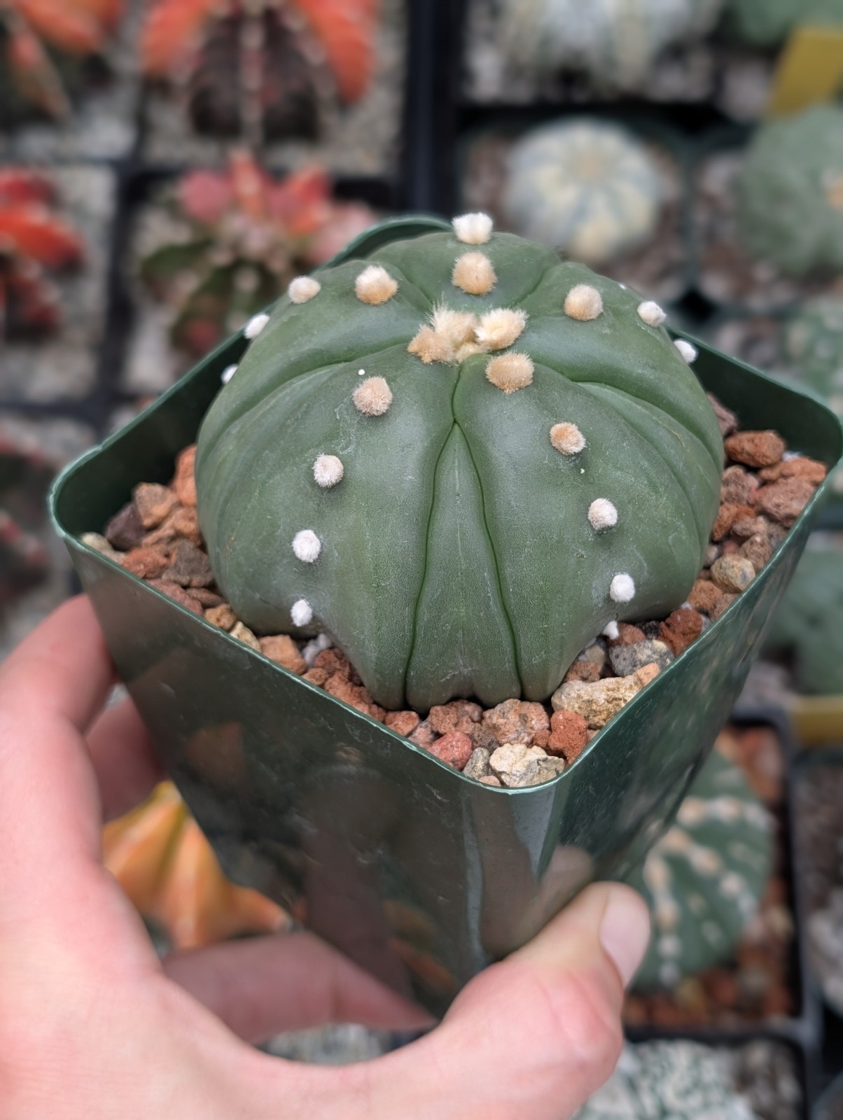 Astrophytum Asterias cv Goryo f Fukuruy 3″ pot shown