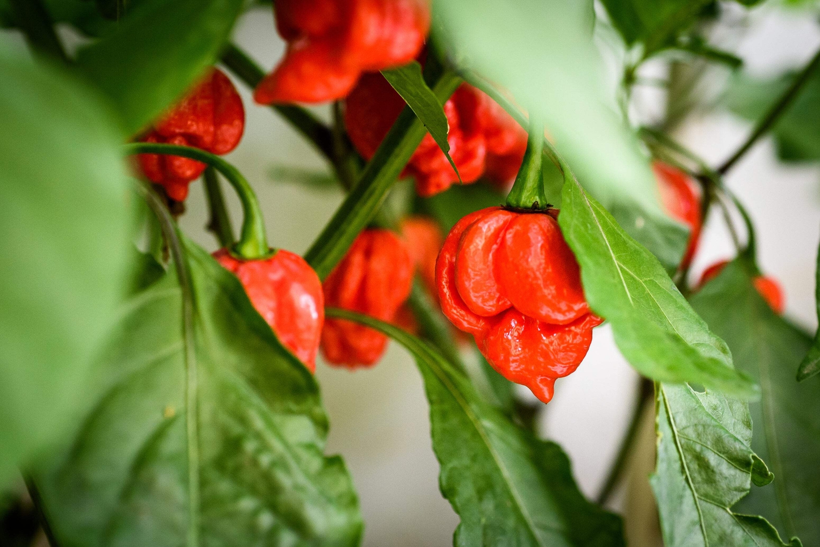 10 Red CAROLINA REAPER PEPPER World’s Hottest Capsicum Chinense Hot Chili Seeds