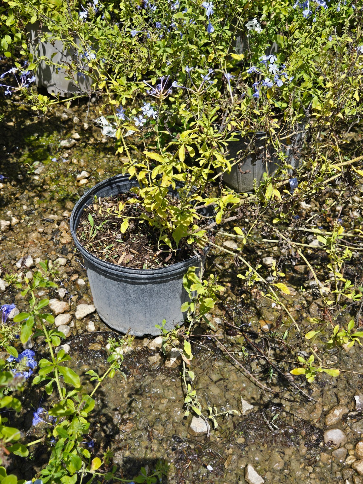 IMPERIAL BLUE PLUMBAGO STARTER LIVE PLANT 3 TO 5 INCHES TALL