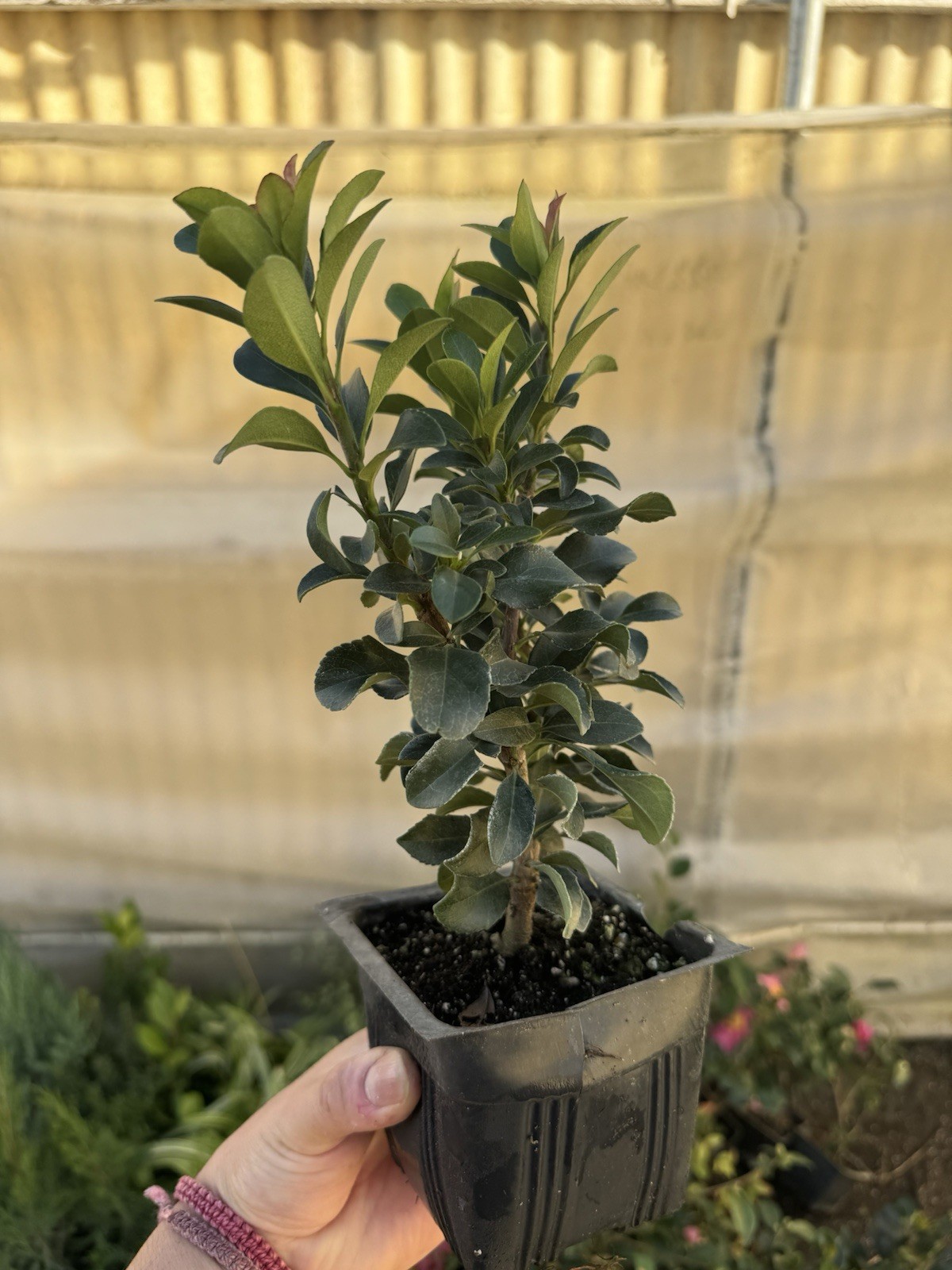 Dwarf Yedda Hawthorn Rhaphiolepis umbellata ‘Minor’, 4 Inch Pot