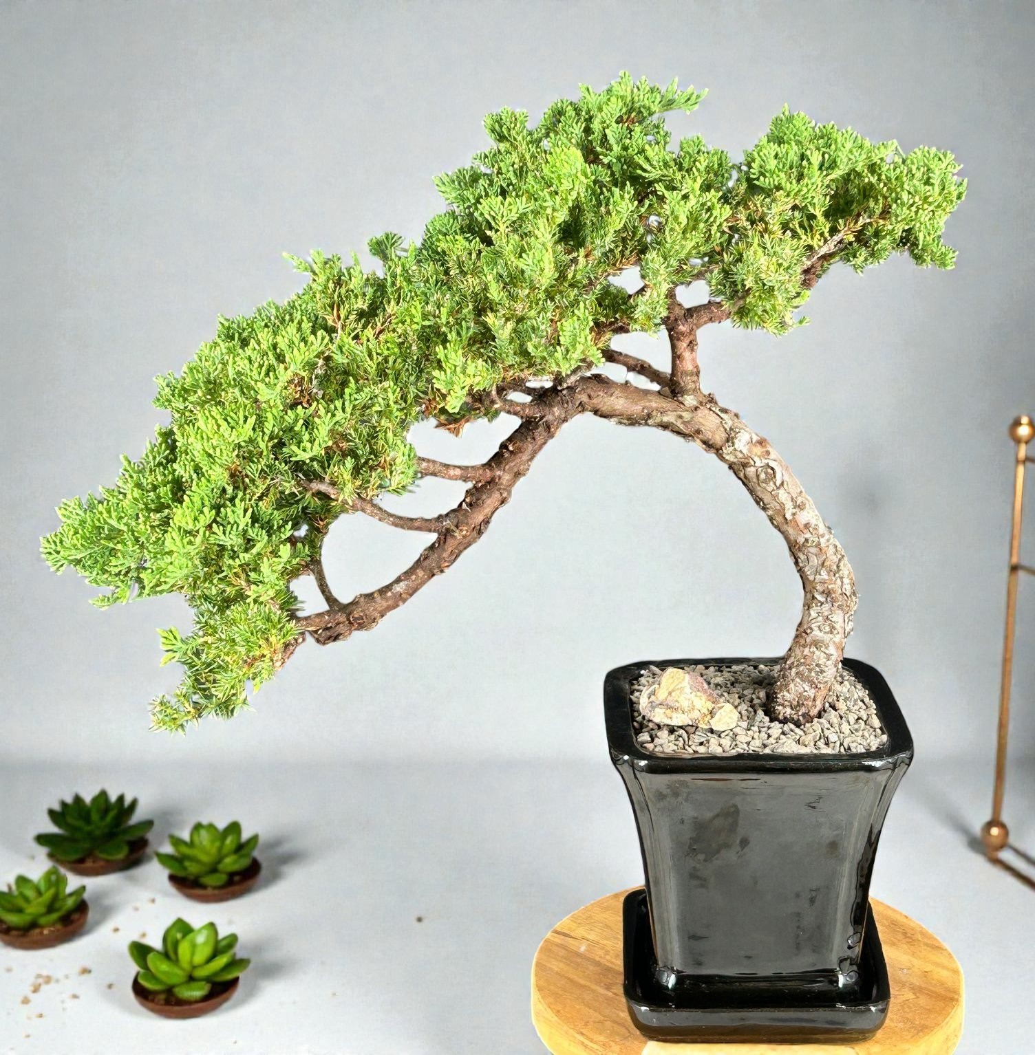 Live Juniper Bonsai Tree Procumbens Nana Trained Outdoor Black Pot 16 In Tall