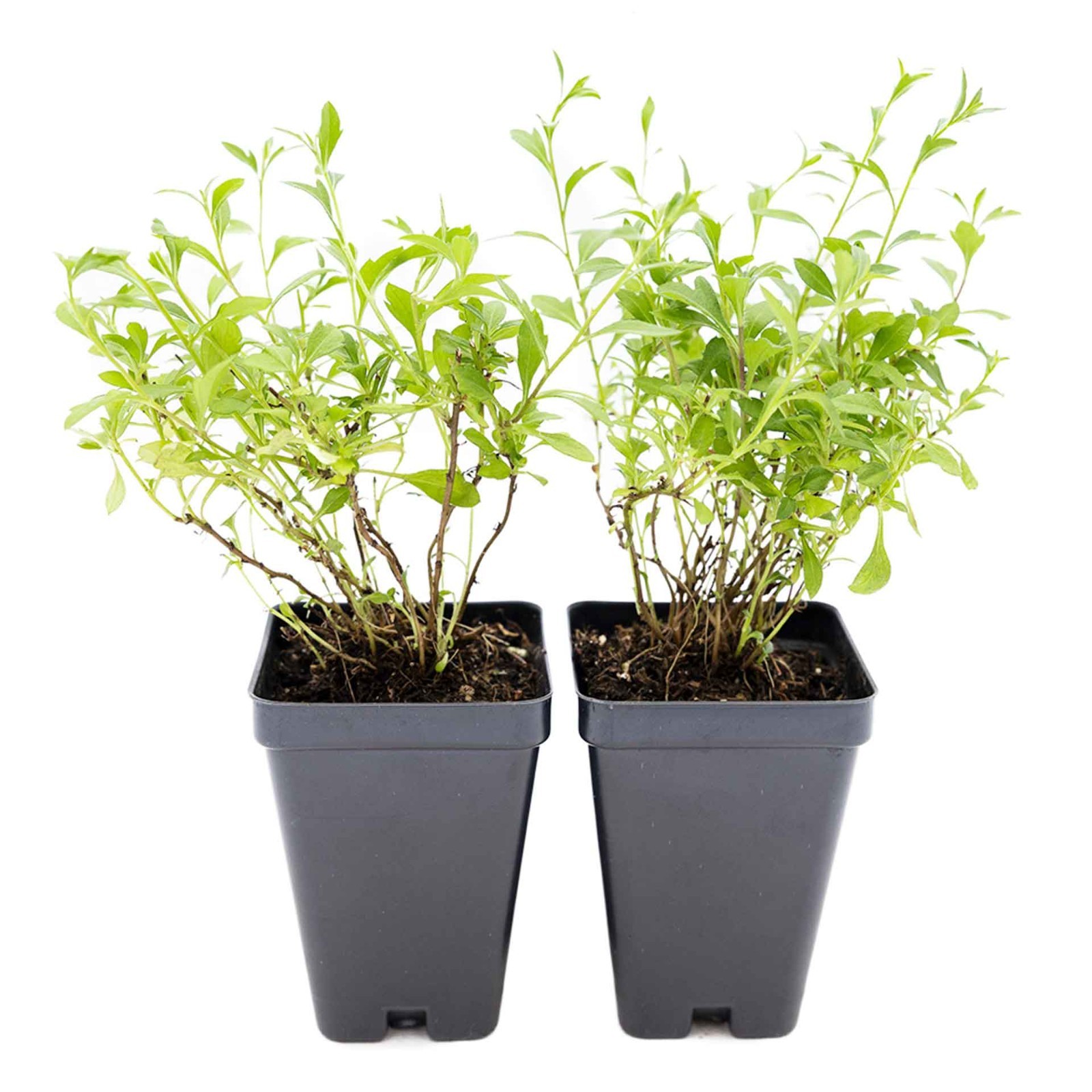 2 Santa Barbara Daisy Plants in 3.5″ Cubes | Flowering Groundcover (Erigeron)