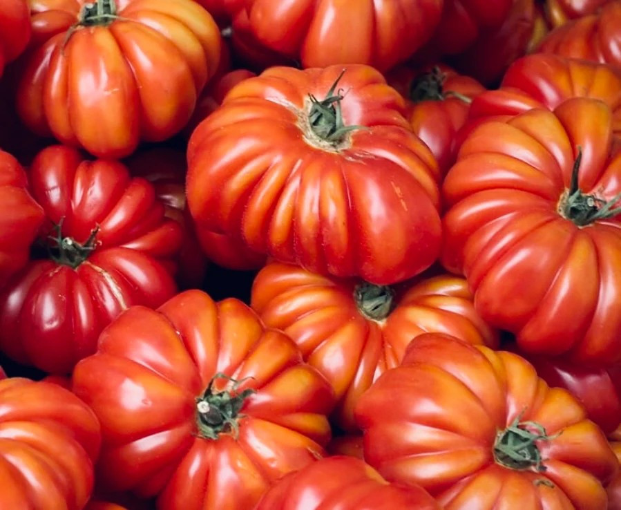 120+ TOMATO SEEDS — ROSS0 SICILIAN —- HEIRLOOM — ORGANIC ——– RARE