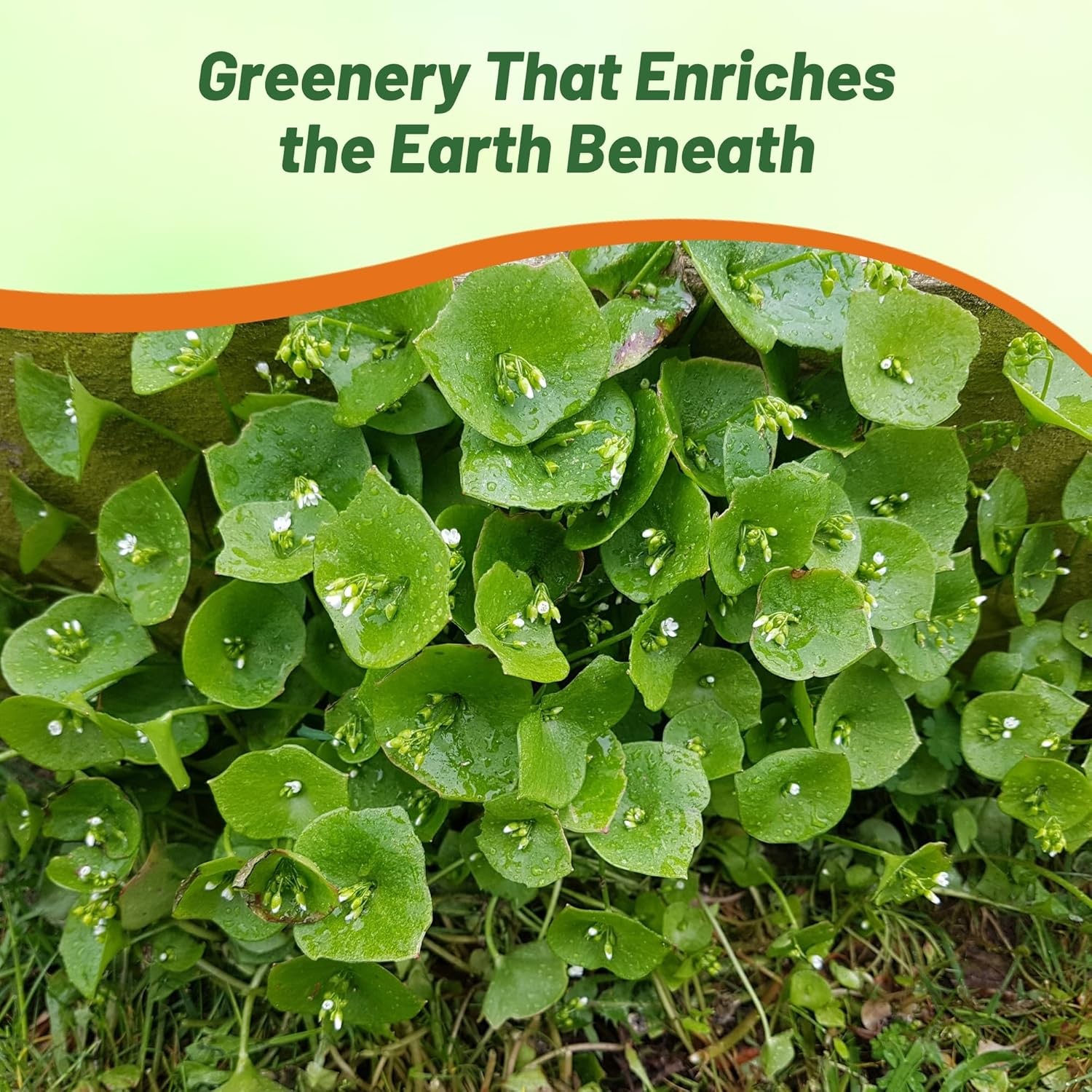 10000 Seeds Purslane Seeds For Planting Outdoors – Winter Purslane Herb Seeds