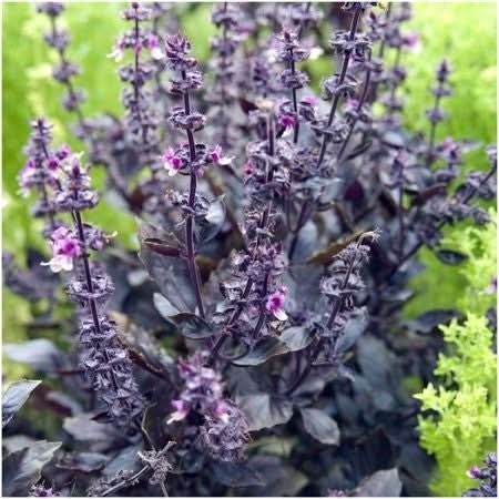 Dark Opal Basil Seeds For Planting (Ocimum basilicum)