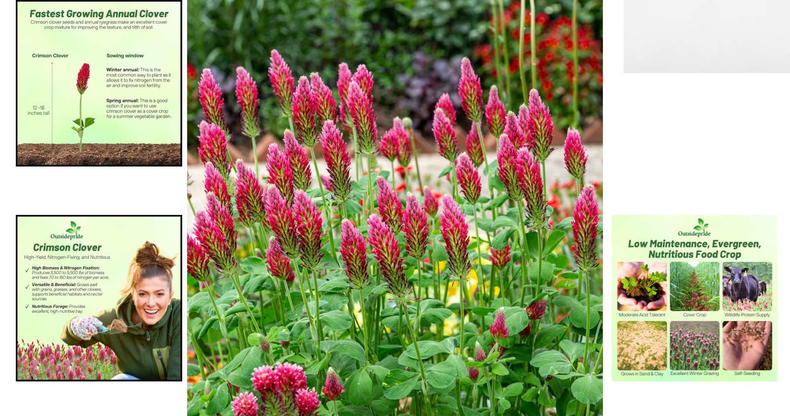 High-Protein 5 lb. Crimson Clover Seeds – Perfect for Winter Grazing & Wildlife
