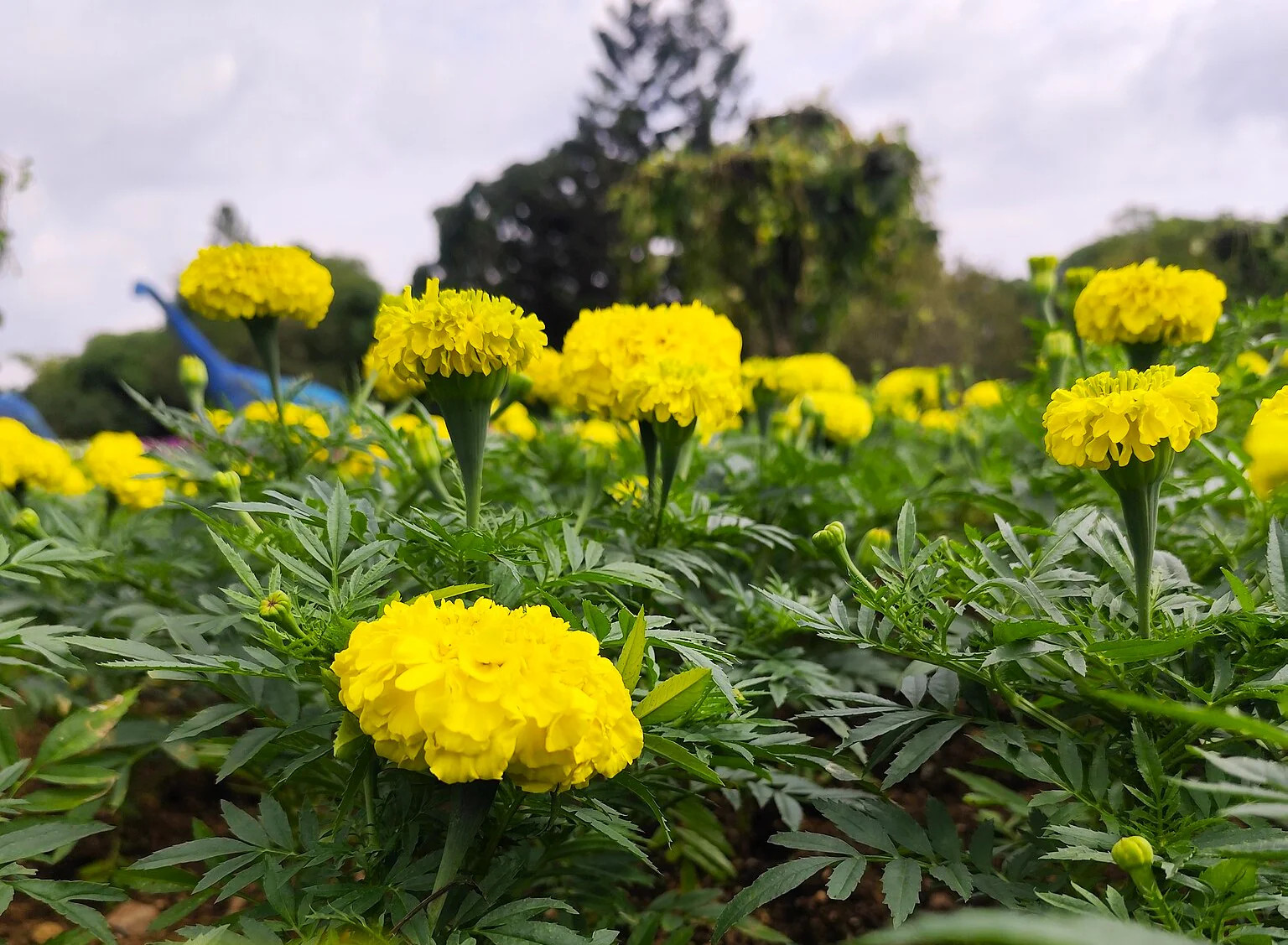 Mary Helen Yellow African Marigold Seeds – For 2025 Planting Big Beauty Flower