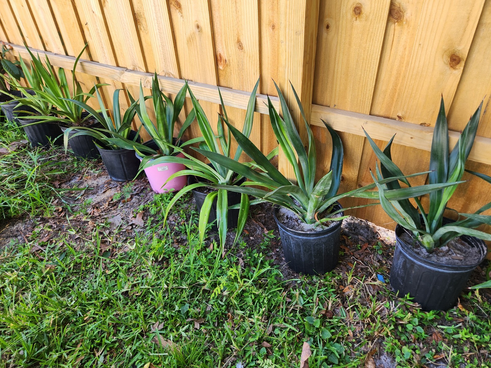 18-20″ Tall Fully rooted Sisal Agave – Agave Sisalana Live Plant