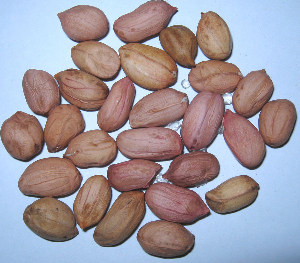 Peanut Seed: Virginia Jumbo Peanut Seeds 30+ Seeds Fresh Seed