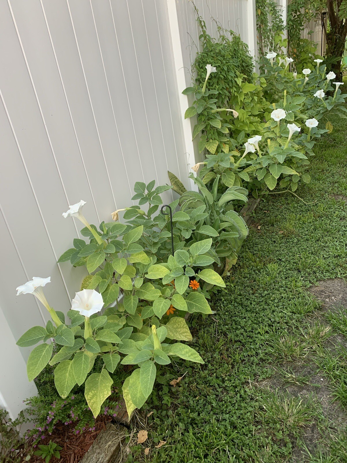 (50 SEEDS) White Moon Flower Angel’s Trumpet Night Bloom Datura. 2023 Seeds