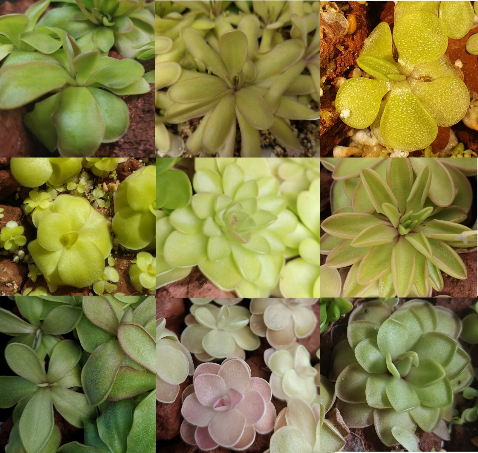 Carnivorous Butterwort plants – Pinguicula hybrids
