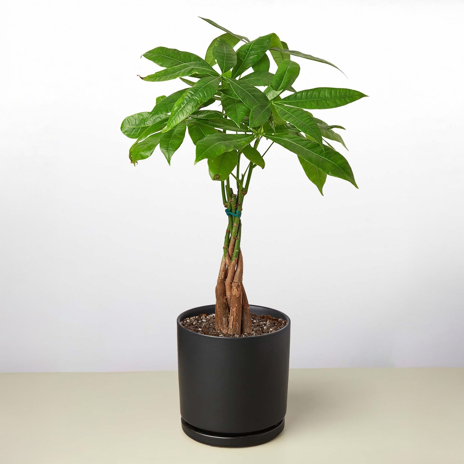 Braided Money Tree Pachira aquatica • Guiana Chestnut • 6″ Pot Good Luck Plant