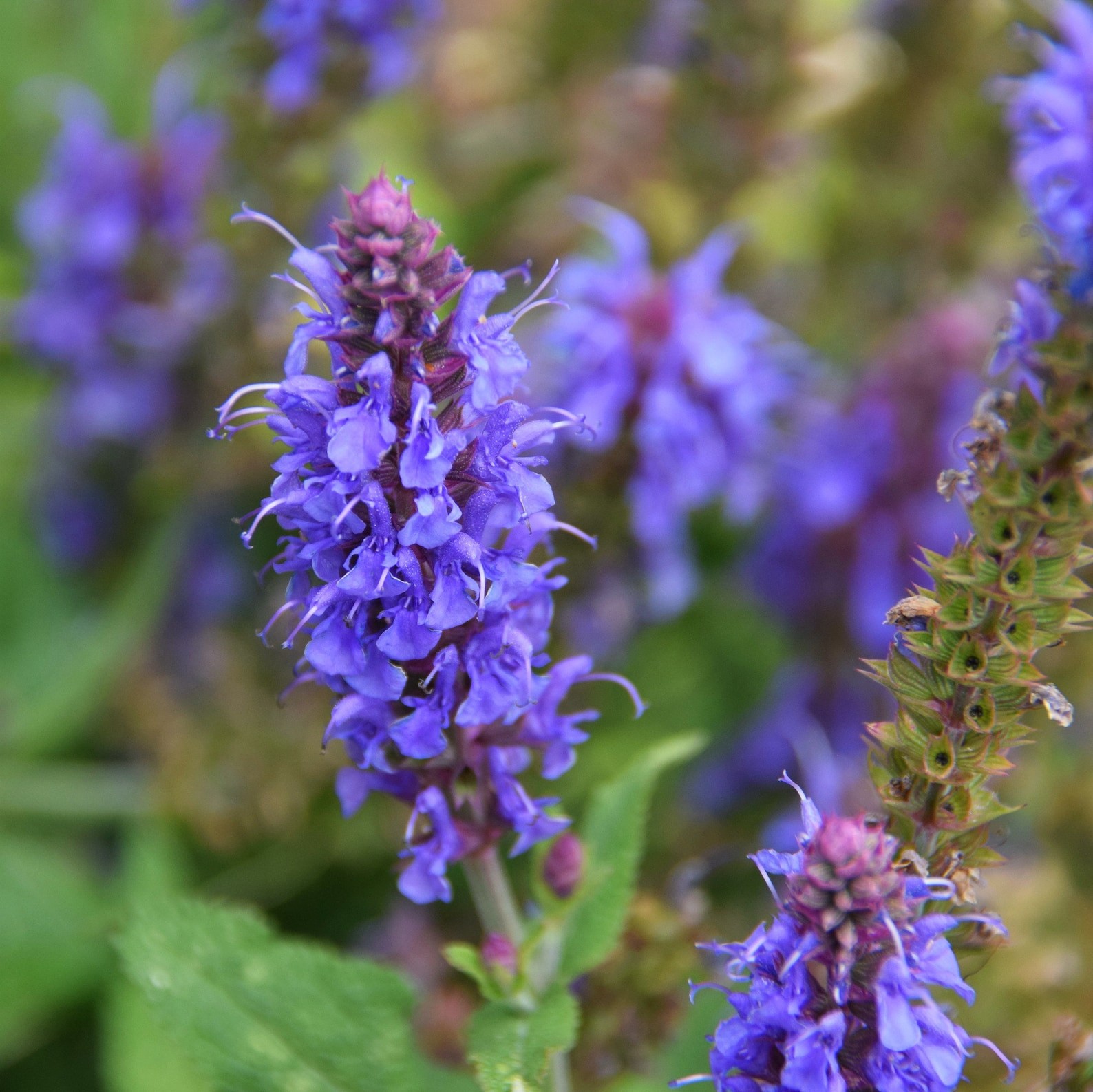 Hyssop (Blue) Seeds Hyssopus Officinalis. Free Shipping!
