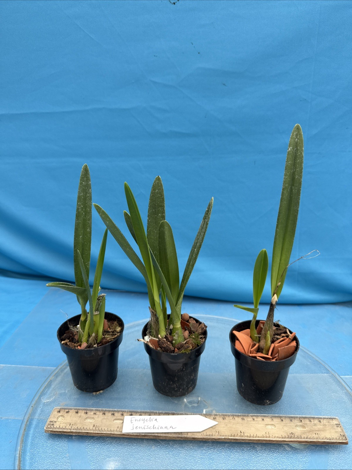 Encyclia jenischiana Pink Purple Tall Stems NEW DIVISIONS Orchid Species 2” Pot