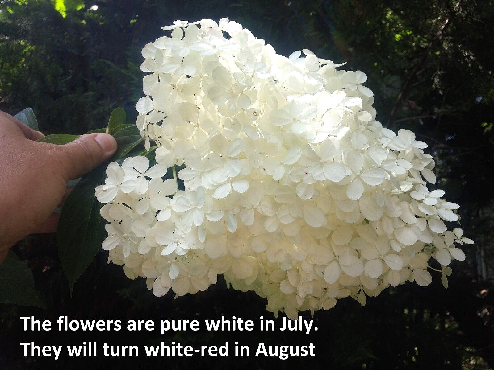 10 thin unrooted cuttings of stunning Vanilla Strawberry Hydrangea bush tree