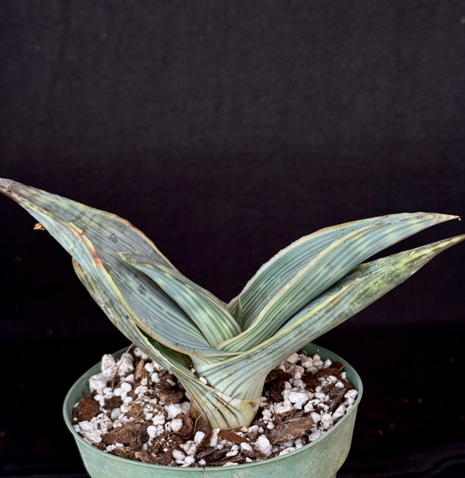 Aloe karasbergensis, aloe plant