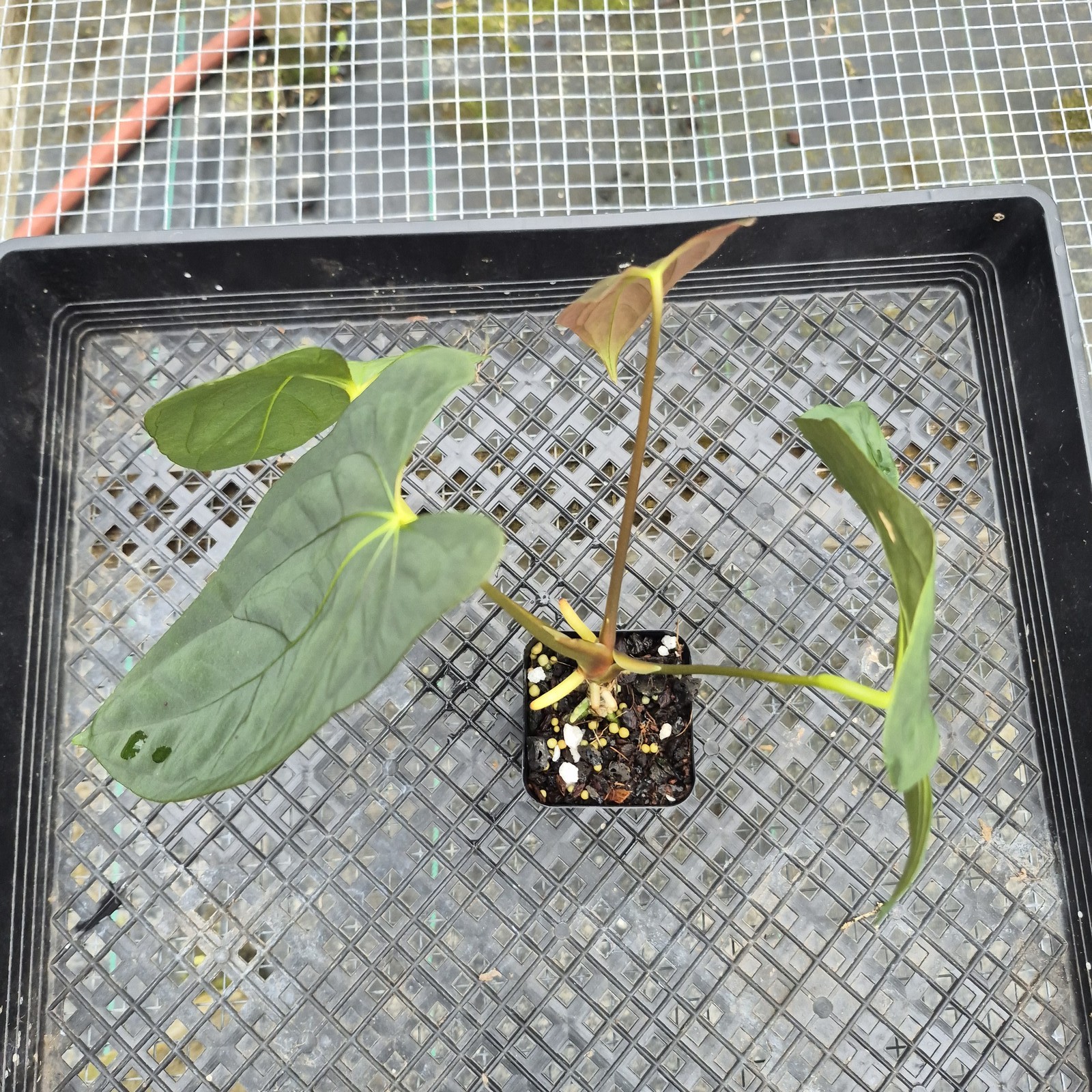 Anthurium Papillilaminum Fort Sherman X ( FS X Ralph Lynam), Exact Plant